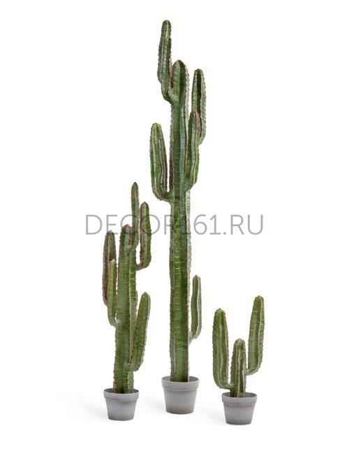 Кактус Цереус Мексиканский в-200, д-30 см 1/1 10.091828N