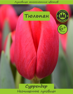 Тюльпан Луковица, Суррендер, 6+ шт