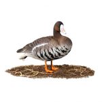 Комплект чучел Белолобый гусь (6шт) "Softplast"A" ALFA321B