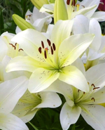 Лилия Сноудон (5 шт) Волжский Сад