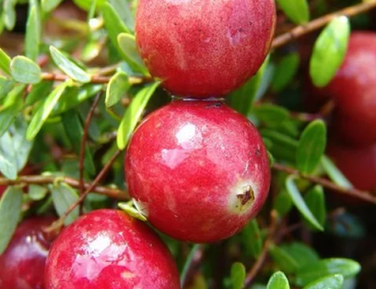 Голубика и Ко апрель 2026