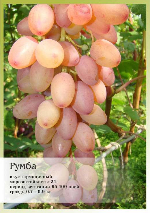 Виноград Румба Закупка М70 июнь 2026