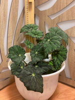 Бегония тигровая Бауэра свежий срез растения для укоренения 2листа 10-20 см