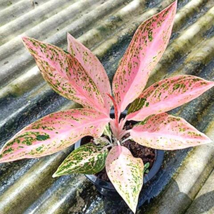 Аглаонема TAMARA / PINK INDO