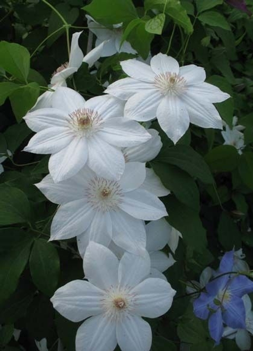 Клематис "Миссис Джордж Джекман" (2 группа обрезки)