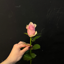 Роза кенийская розовая 40 см / 1 шт