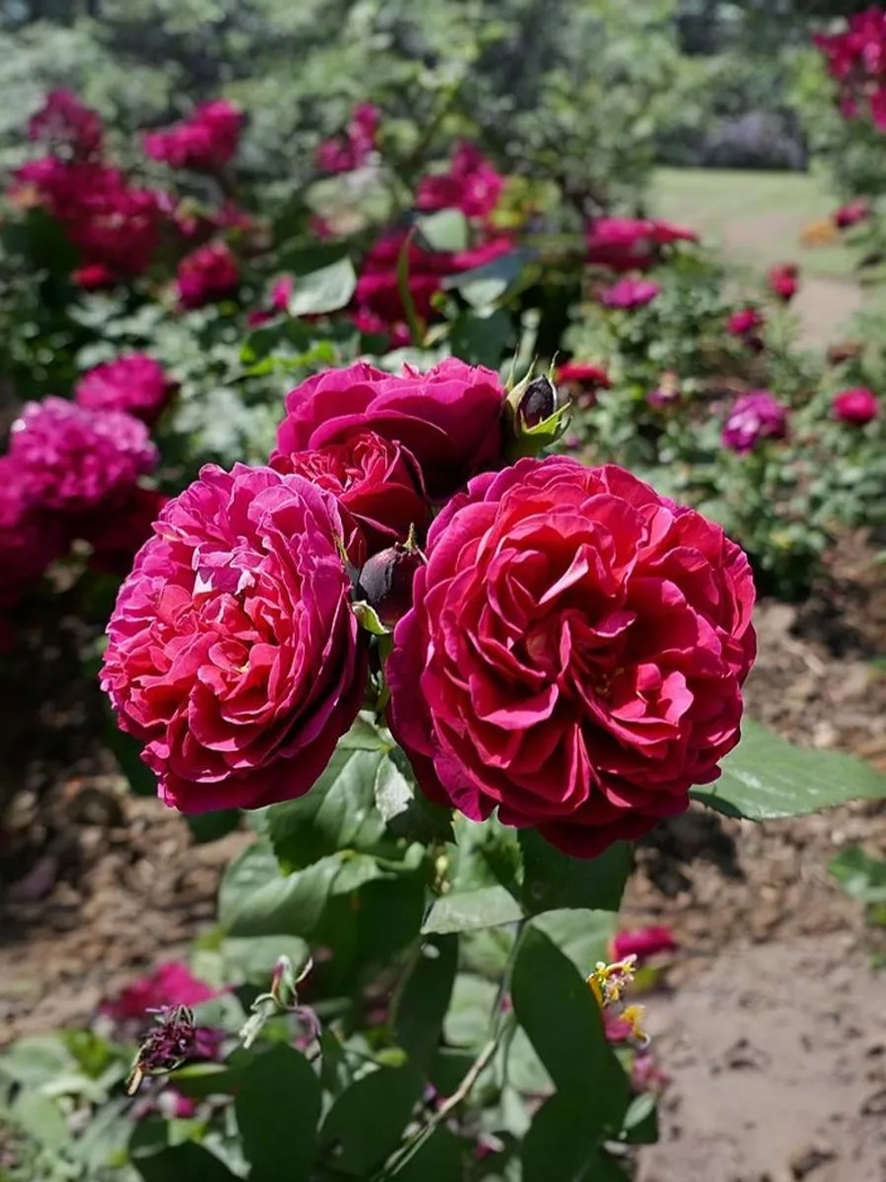 Роза шраб Бисантенэр де Гийо