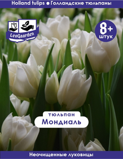 Тюльпан Луковица, Мондиаль 8+ шт