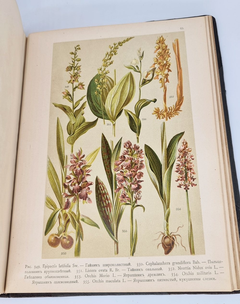 "Ботанический атлас по системе де-Кандоля". К.Гофман. 1899 г. - редкая книга