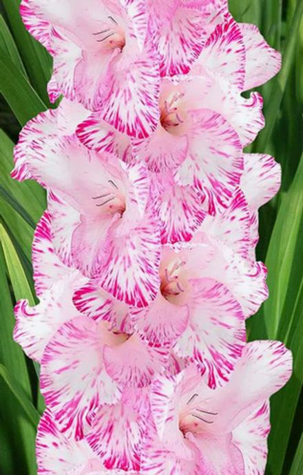 Гладиолус крупноцветковый Май Лав луковица март 2026