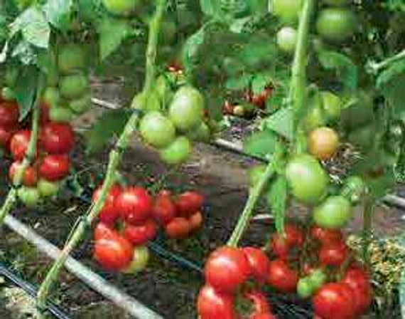 Цинто F1 семена томата индетерминантного – фото 3