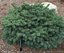 Ель колючая Вальдбрун С5 20-30 см Закупка М49 весна 2026