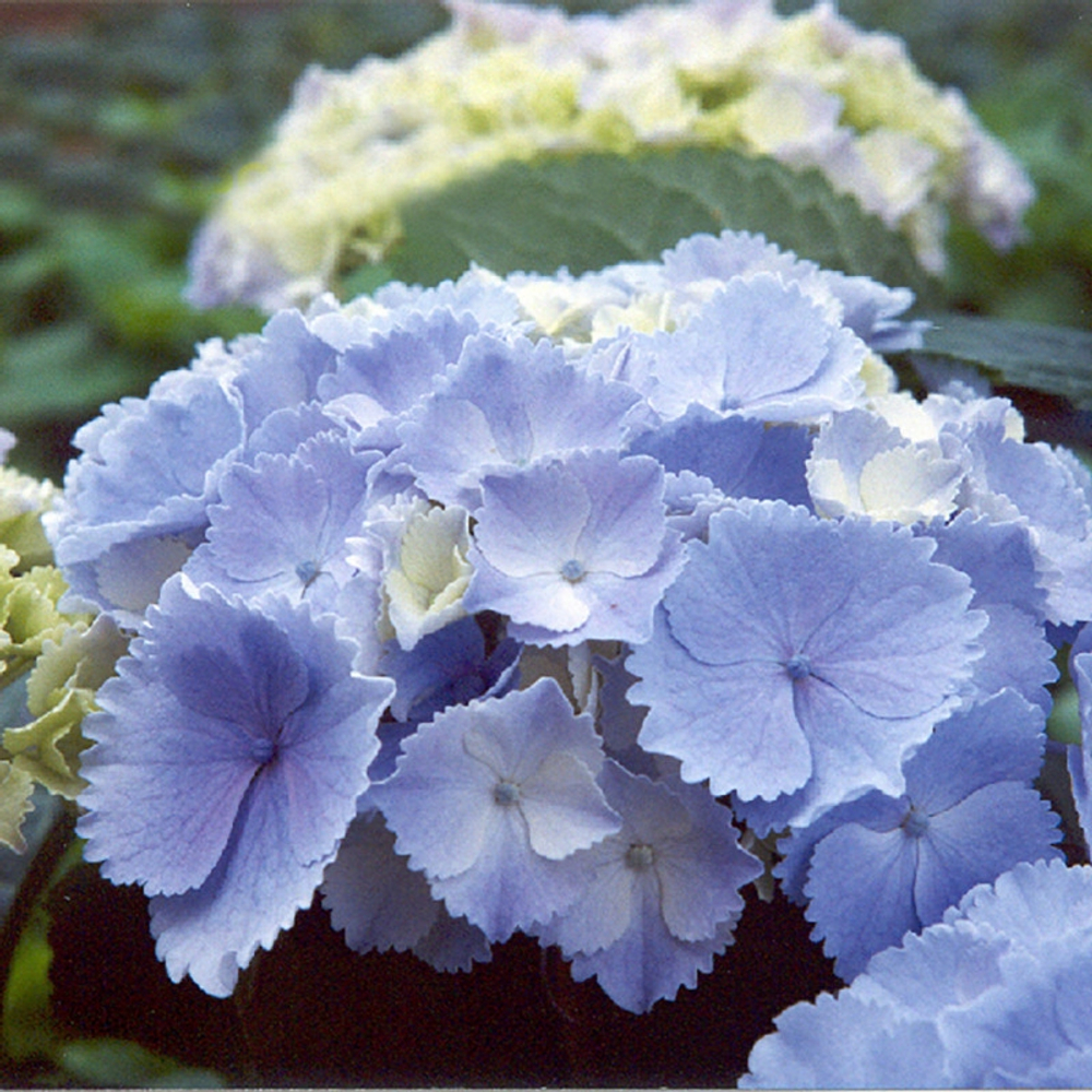 HOVARIA HOMIGO/ХОВАРИЯ ХОМИГО