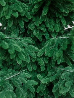 Интерьерная искусственная елка Норвежская Люкс 2,7 м., ствольная, 100% Литая хвоя, Green Trees (GT270NO)