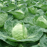 Райма F1 семена капусты белокочанной (Rijk Zwaan / Райк Цваан)