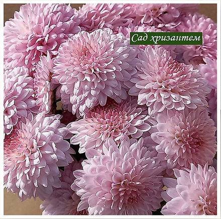 Корейская хризантема Рябиновое колье ☘ з.4 🌿 (отгрузка август - сентябрь 2025г)