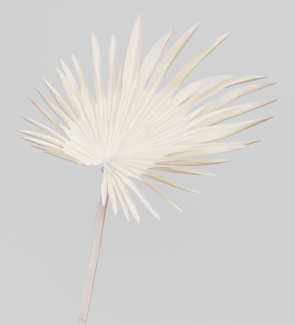 TR 610 Пальмовый лист