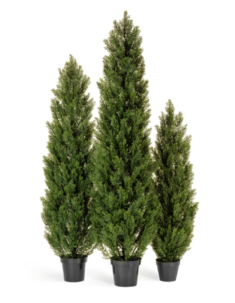 Туя Эйр Элеганс уличная