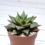Echeveria Purpusorum White Form (Эхеверия)