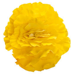 Бегония клубневая Нонстоп Еллоу виз Ред Бак (50шт) Витагрин Профи