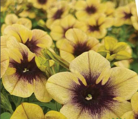 ЕВРО Petunia Ray Shadow укорененный черенок февраль 26 DAN