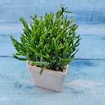 Rhipsalis Cereuscula (Рипсалис)