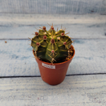 Gymnocalycium Friedrichii (Гимнокалициум)