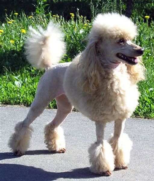 Пудель малый