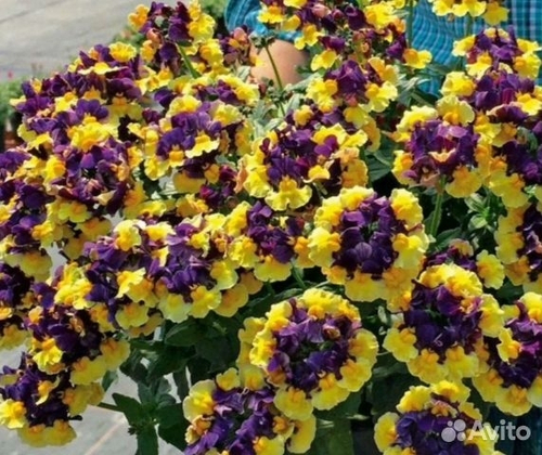 Немезия ESCENTIAL BLUEBERRY CUSTARD IMP