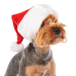 Колпак для собак новогодний "Santa" PUPPIA