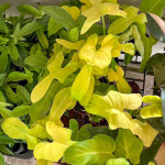 Филодендрон GOLDEN VIOLIN