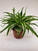 Хлорофитум BONNIE