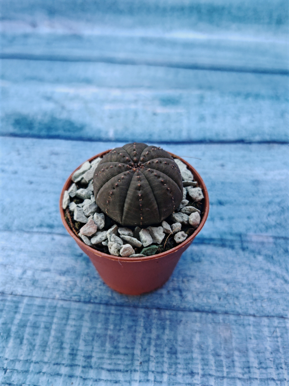 Суккулент Euphorbia Obesa (Эуфорбия)