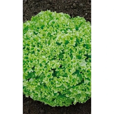 Семена Салат Тайфун (УД) Е/П