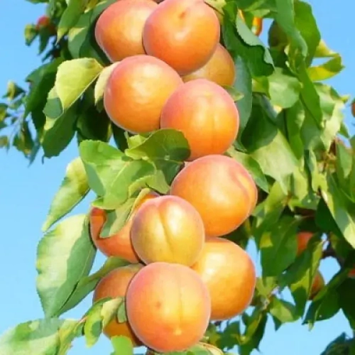 Абрикос колоновидный С5-7