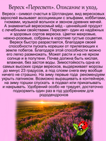 Вереск Пересвет зимостойкий