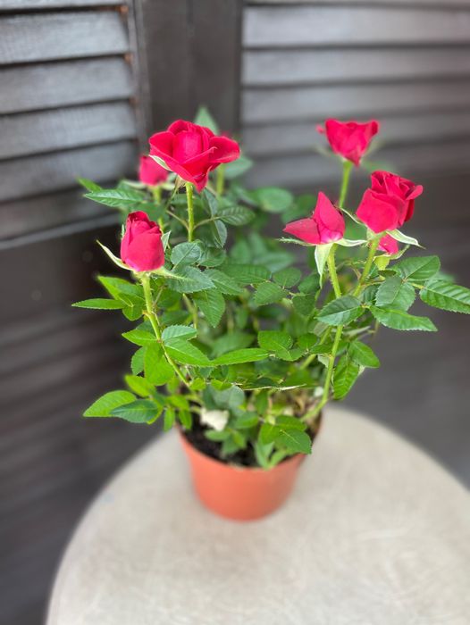 Роза кардана комнатное горшочное растение #16