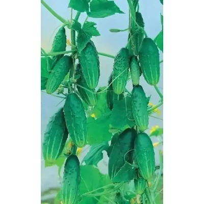 Семена Огурец Молодец F1 8шт (УД) Е/П