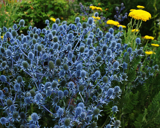 Синеголовник плосколистный Блауер Цверг С2 Закупка М39 июнь 2026