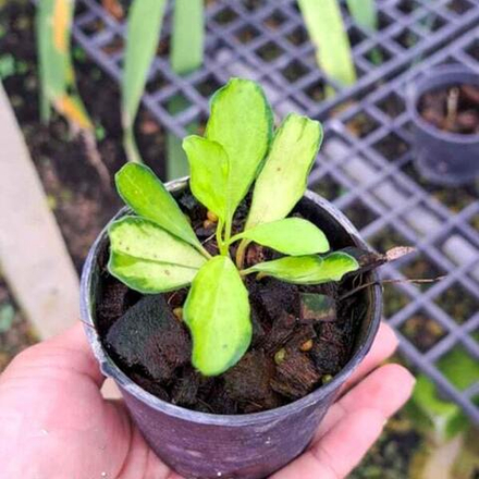 Хойя MANIPURENSIS VAR