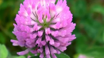 Клевер луговой