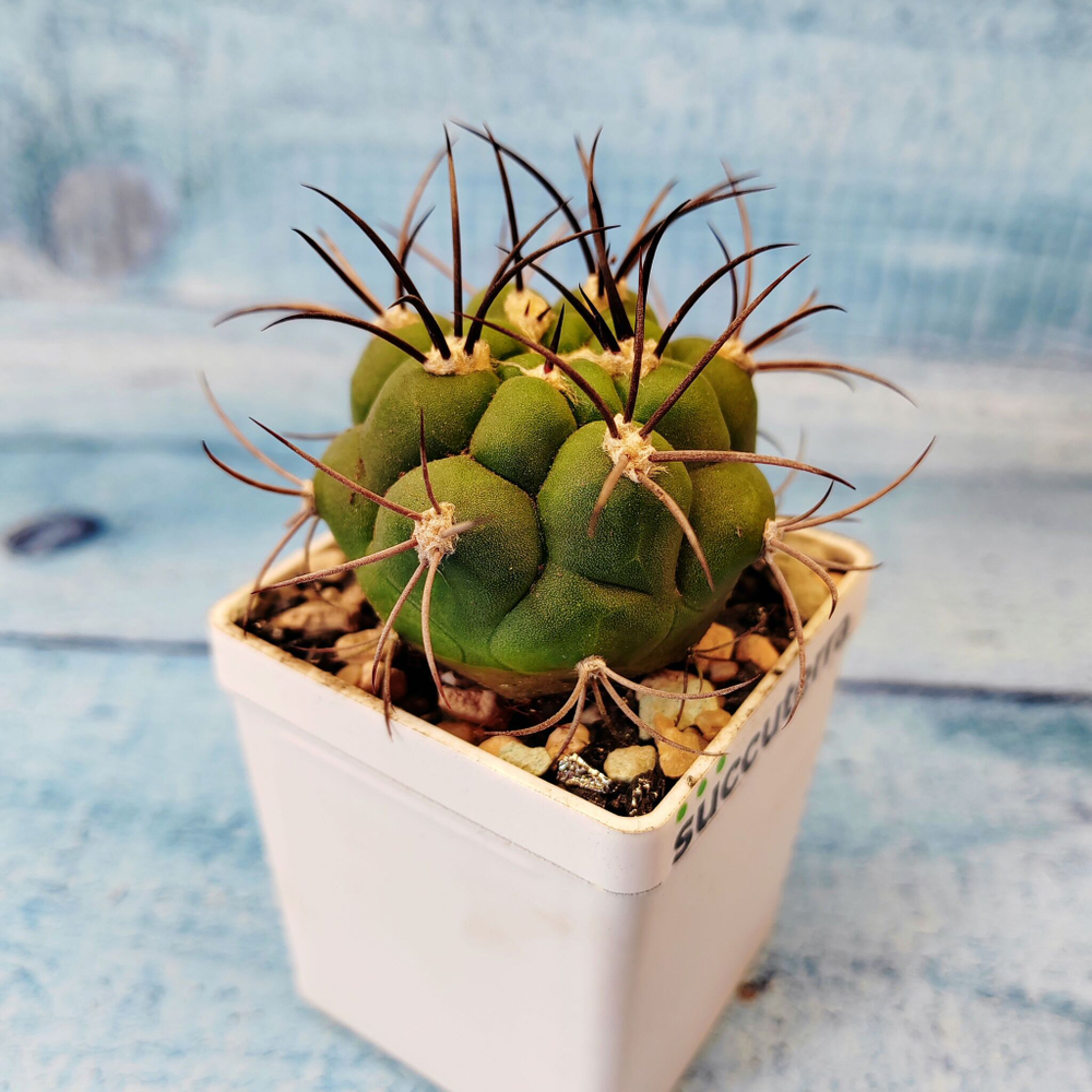 Gymnocalycium Saglionis (Гимнокалициум Сальо)