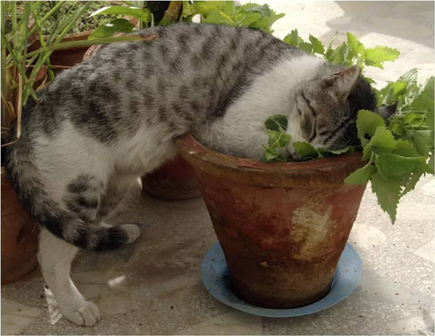 МЯТЫ АРОМАТЫ