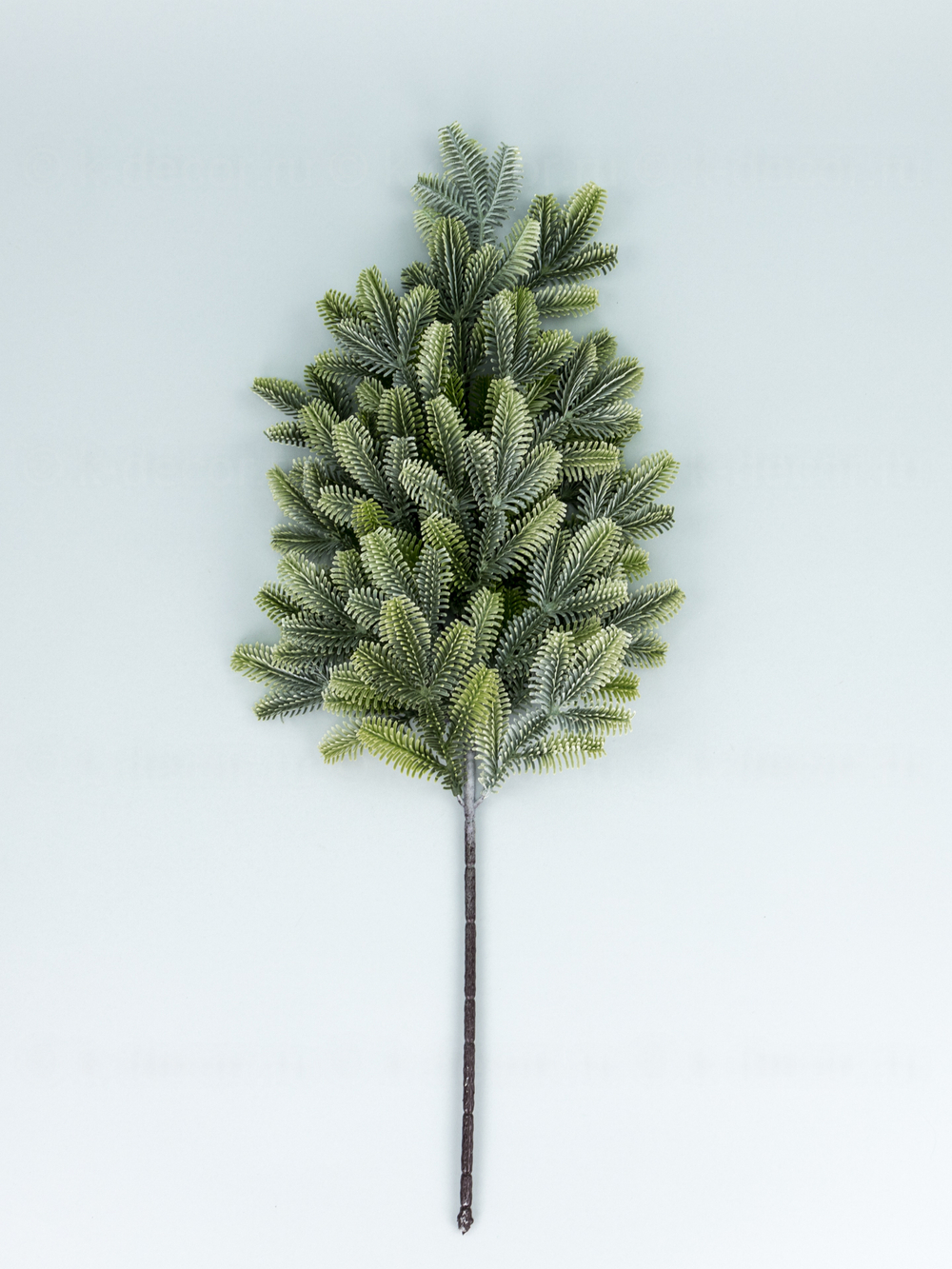 Ветка пихты