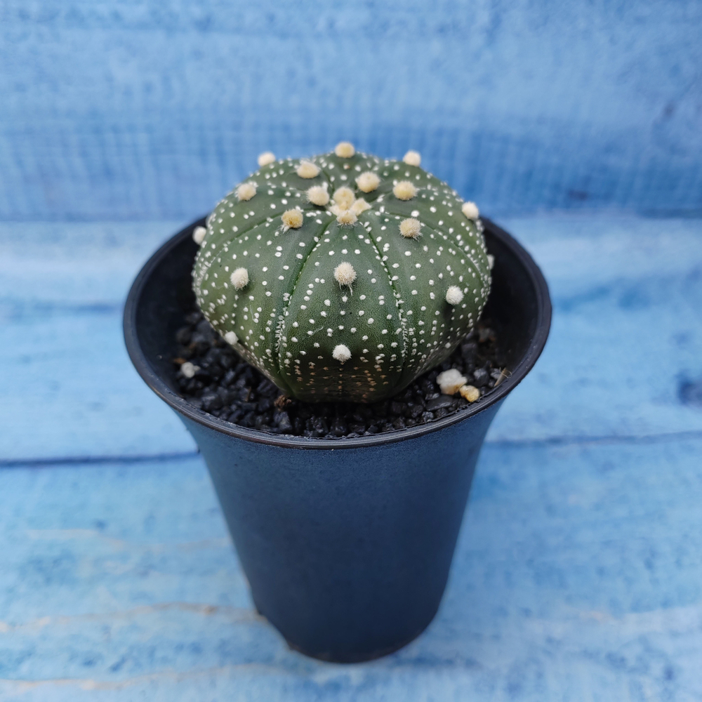 Astrophytum Asterias (Астрофитум)