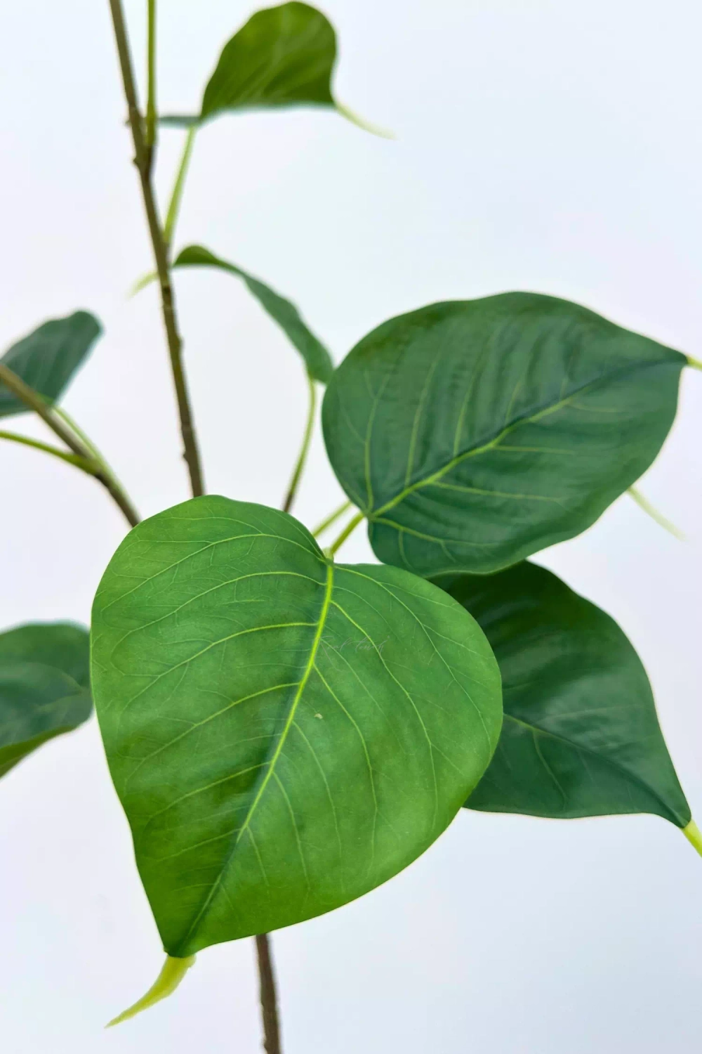 Ветка фикуса Эдем малая