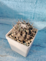 Neoporteria Echinus Flocosa (Неопортерия)