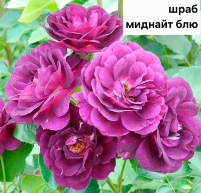 Саженцы роз шраб МИДНАЙТ БЛЮ