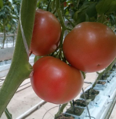 3725 F1 семена томата индетерминантного (Seminis / Семинис)