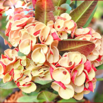 Эуфорбия Миля CHAN CHAO